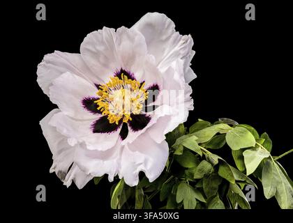 A stunning white tree peony in full bloom featuring a dark purple center and yellow stamens with delicate water drops on petals isolated against a sol Stock Photo