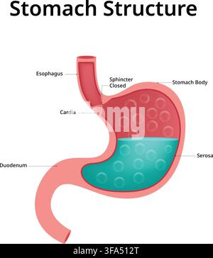 Human Stomach Structure Showing Esophagus Cardia Body Sphincter and Duodenum Stock Vector