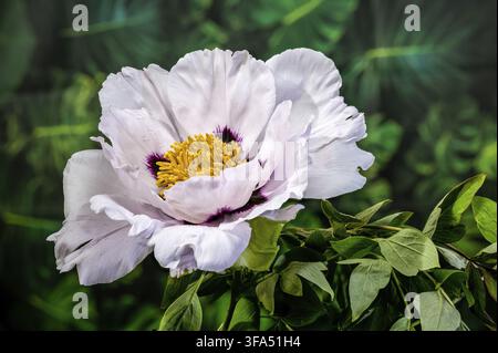 A stunning white tree peony in full bloom featuring a dark purple center and yellow stamens, with delicate water drops on the petals against a lush gr Stock Photo