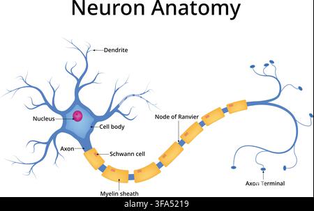 Neuron Anatomy Showing Dendrites Axon Myelin Sheath and Node of Ranvier Stock Vector