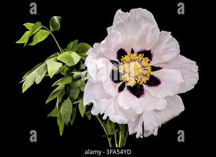 A stunning white tree peony in full bloom featuring a dark purple center and yellow stamens with delicate water drops on petals isolated against a sol Stock Photo