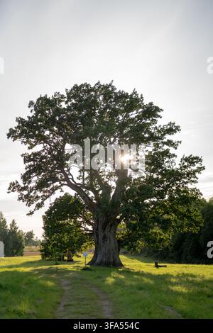 Ancient Tamme-Lauri oak standing in a green rural landscape with sunlight shining through its broad canopy in southern Estonia. Stock Photo