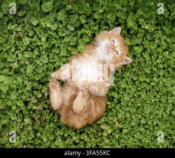 Adorable ginger kitten lying on its back amidst lush green clover, soaking up the warm sunshine while playfully stretching its tiny paws and enjoying Stock Photo