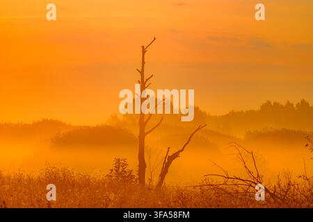 Dead tree in the morning fog. Stock Photo