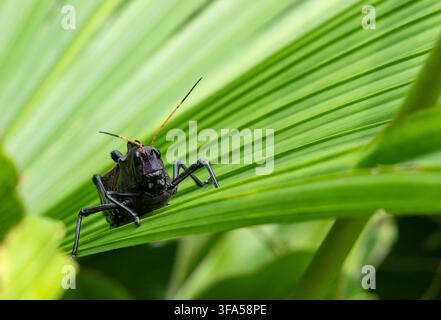 Black grasshopper on a green fan palm leaf in Costa Rica Stock Photo