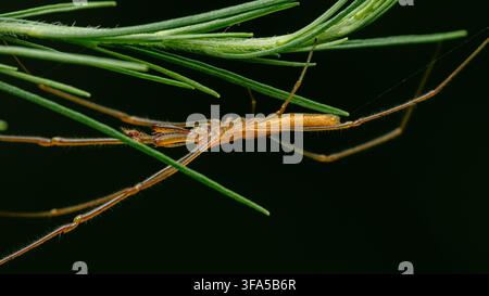Spider resting upside down on a green pine needle against a dark background, showing its long body and legs. Real photography in thailand, no generati Stock Photo