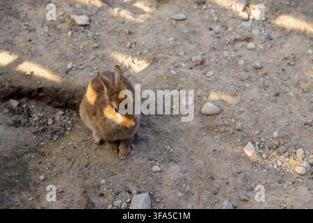 rabbits in summer in a clearing without grass, rabbits on the territory of the zoo Stock Photo