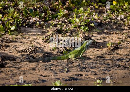 Green Iguana Pantanal Brazil Stock Photo