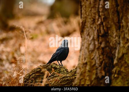 A black jackdaw stands alert on a moss-covered rock beside an old tree, surrounded by warm fallen leaves in Richmond Park, London, during winter. Stock Photo