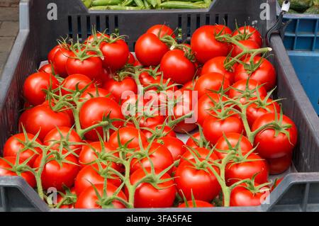 Ripe red tomatoes in a box on a market stall. Close-up. Vegetables. Food Stock Photo