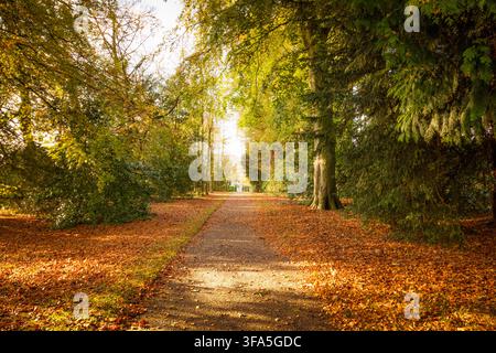 Golden afternoon sunlight filters through a beautiful avenue of autumn trees onto a path covered in fallen leaves in a parkland in North Wales. Stock Photo