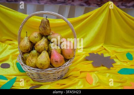 Wicker basket filled with fresh ripe yellow and red pears on bright yellow draped fabric with autumn leaves. Perfect festive harvest setup for Thanksg Stock Photo
