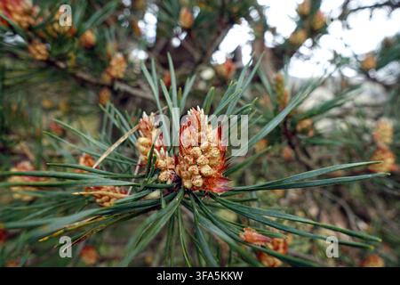 Male Pollen Cones (Strobili) and Pine Needles on a Scots Pine Tree (Pinus Sylvestris) in St John in the Vale, Lake District, Cumbria, England, UK. Stock Photo