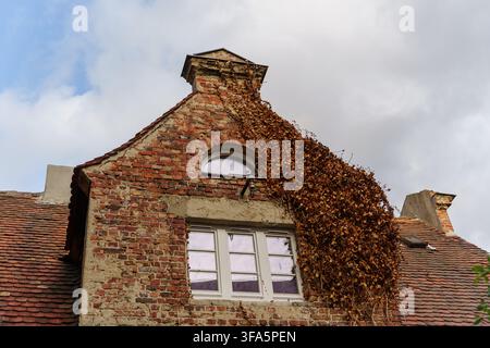 An old brick house facade covered in climbing dry ivy with antique windows, capturing historical architectural charm and rustic building textures Stock Photo