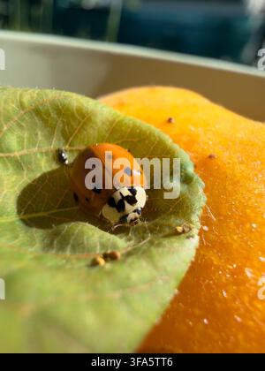 A ladybug with a bright red carapace and black spots sits on a green leaf with distinct veins. Close-up in natural light with a warm contrast of an or Stock Photo
