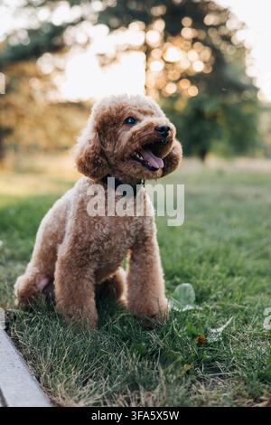 Happy Toy Poodle Sitting on Grass in Park at Sunset Stock Photo