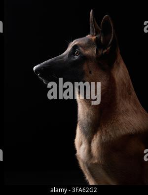 Belgian Malinois profile portrait in low key lighting. Clean composition highlights elegant head shape. Stock Photo