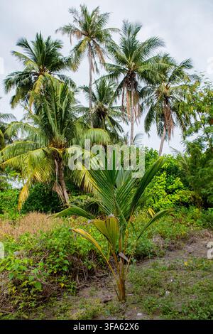 Close up of a young green palm tree in the foreground with mature coconut palms and lush tropical undergrowth in the background on an overcast day. Se Stock Photo
