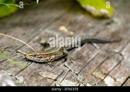 Common lizard (Zootoca vivipara) sunbathing on a mossy log on the forest floor Stock Photo