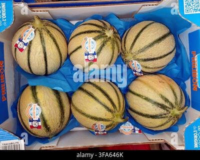 Six netted melons with green stripes are arranged in a cardboard shipping box lined with blue protective padding. Stock Photo