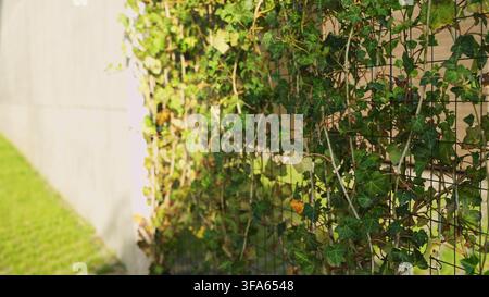 Ivy growing on a metal fence with concrete wall and green grass in an urban garden on a sunny day Stock Photo