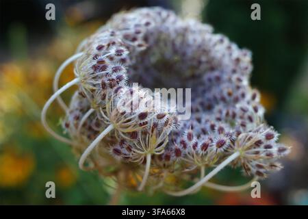Wild carrot seedhead (Daucus carota) with a dense cluster of tiny, spiny seeds forming a cup-like structure. The seeds are light brown with a delicate Stock Photo