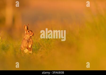 Panorama of a rabbit in beautiful evening light standing on its hind legs. Stock Photo