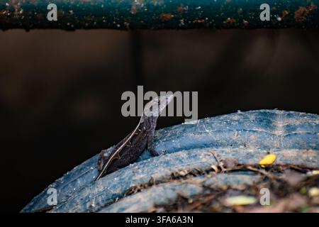 Ciego de Avila, Cuba - July 11, 2026: Small brown lizard perched on a discarded tire in the local zoo park. Stock Photo