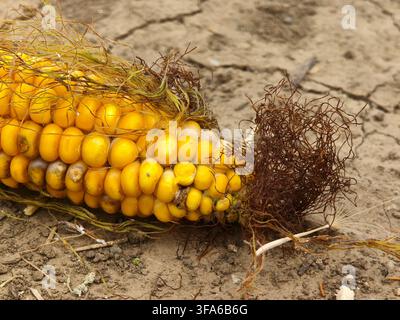Close-up of a ripe yellow corn cob with dry corn silk lying on cracked dry soil. Stock Photo