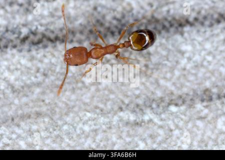 Pharaoh ant (Monomorium pharaonis), ant, ants. A female worker on the kitchen counter in an apartment. Stock Photo