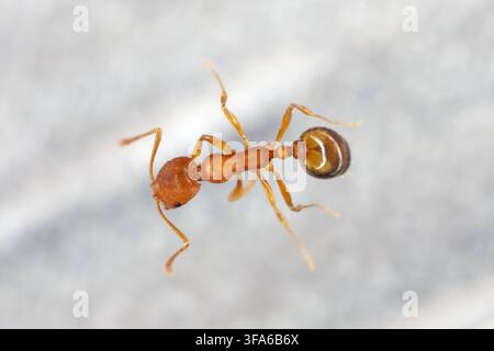 A tiny ant, a household pest with a cosmopolitan range. Pharaoh Ant (Monomorium pharaonis). Worker. Stock Photo