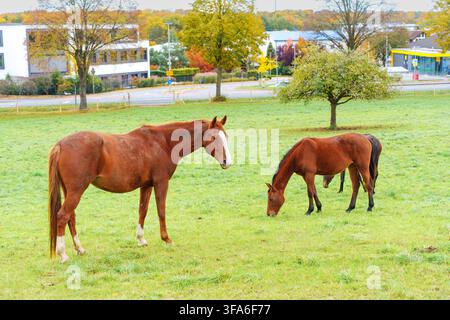 Three brown horses graze in a green pasture. Buildings and autumn trees stand in the background under a daylight sky in Rossdorf, Germany. Stock Photo