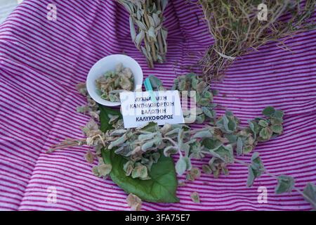 Dried Ballota acetabulosa herbs displayed on striped fabric, labeled in Greek with its common names: lychnaraki, kantilochorto, valoti, or kalykosporo Stock Photo