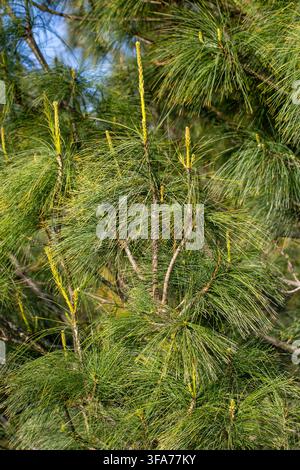Lush Green Needles and New Spring Shoots of Himalayan Pine (Pinus wallichiana) Stock Photo