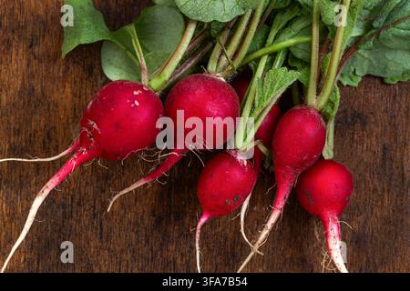 Several red radishes (Raphanus sativus) with green leaves and white root tips lie on a dark wooden surface. Stock Photo