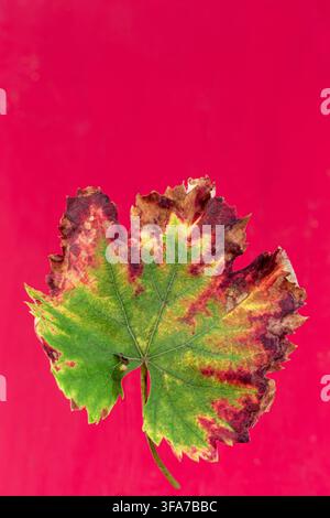 A single grape leaf (Vitis vinifera) with green, yellow, red, and brown necrotic areas is centered against a solid red background. Stock Photo