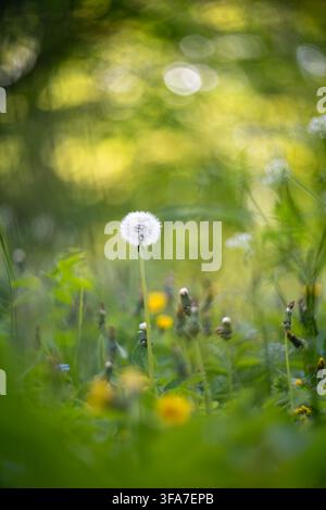 Dreamy spring meadow with dandelion seed head and soft green bokeh background in warm natural light. Stock Photo