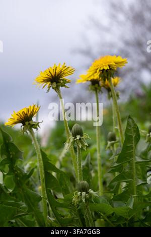 Yellow dandelion flowers and seed heads growing among green leaves in spring Stock Photo
