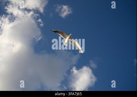 Seagull flying against a deep blue sky with white clouds over the Bosphorus in Istanbul, Turkey. Stock Photo
