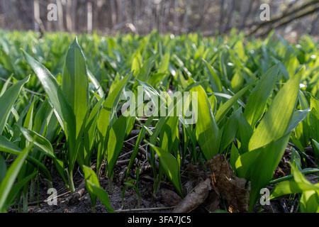 Fresh wild garlic leaves covering the forest floor in early spring, low angle nature background with selective focus and sunlight. Stock Photo