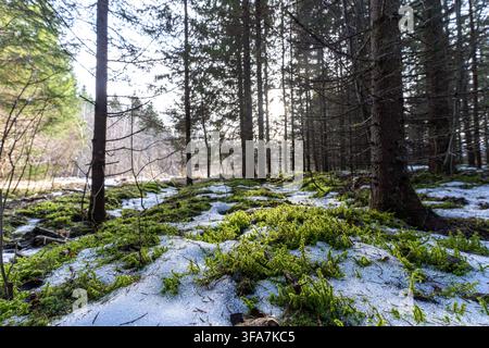 Green moss emerging through melting snow in pine forest during early spring. Stock Photo