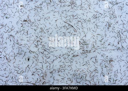 Snow surface covered with scattered spruce needles forming natural winter texture in forest. Stock Photo