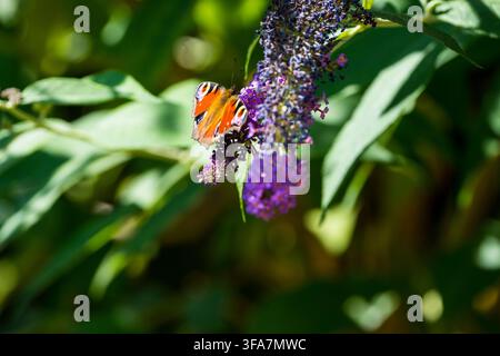 Peacock Butterfly (Aglias io) feeding on a Buddleja plant. England UK. Stock Photo