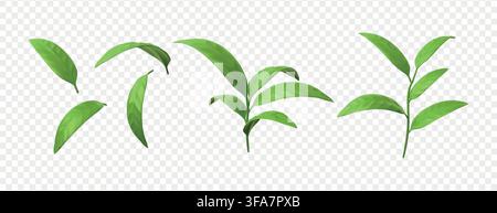 Green leaf. 3d realistic tea tree sprout, fresh plant growth or peppermint branch collection. Flying botanical foliage, organic bush, natural plant design. Vector render isolated elements collection Stock Vector