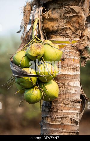 Cluster of green coconuts growing on coconut palm tree in agricultural farm at northern Thailand. Stock Photo