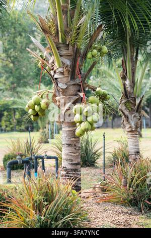 Bunch of green coconuts growing hanging on trunk of exotic coconut palm tree in Thailand village. Stock Photo