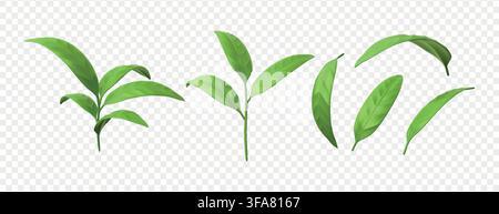 Tea leaf. Green realistic nature leaves, 3d herb branch or herbal tree plant foliage. Eco food greenery environment, fresh lime olive or mint. Botanical isolated element. Vector poster objects set Stock Vector