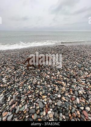 Brown stray dog standing on wet pebbles at the edge of the sea. Stock Photo