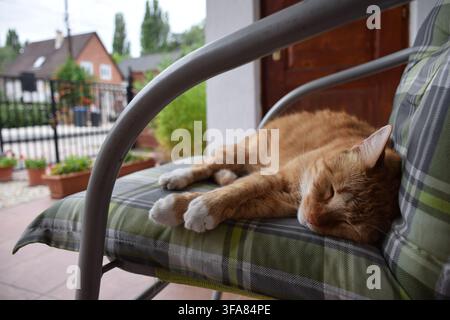 Ginger and white domestic cat sleeping peacefully on a cushioned garden chair outdoors... Stock Photo