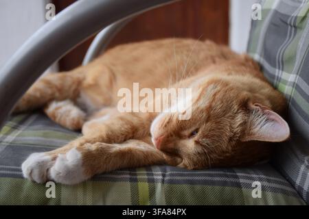 Ginger and white domestic cat sleeping peacefully on a cushioned garden chair outdoors... Stock Photo
